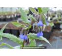 SYMPHYTUM caucasicum SYMPHYTUM caucasicum