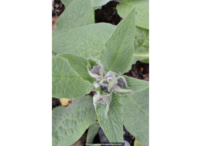 SYMPHYTUM caucasicum SYMPHYTUM caucasicum