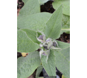 SYMPHYTUM caucasicum SYMPHYTUM caucasicum