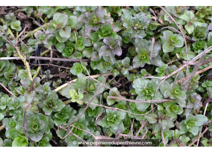 MENTHA aquatica MENTHA aquatica