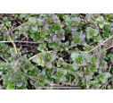 MENTHA aquatica MENTHA aquatica