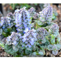 AJUGA pyramidalis  \'Metallica Crispa\'