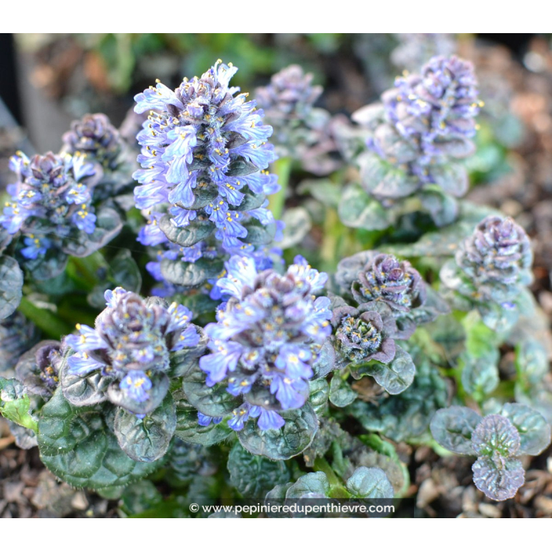 Ajuga pyramidalis  'Metallica Crispa'