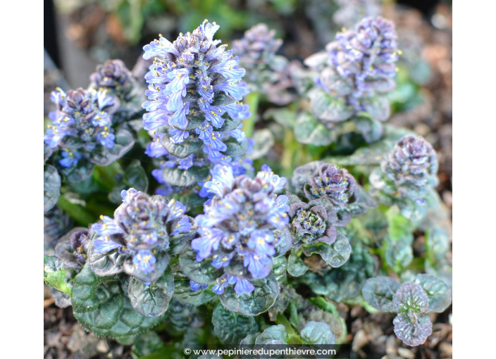 Ajuga pyramidalis  'Metallica Crispa'
