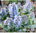 Ajuga pyramidalis  'Metallica Crispa'