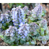 AJUGA pyramidalis  \'Metallica Crispa\'