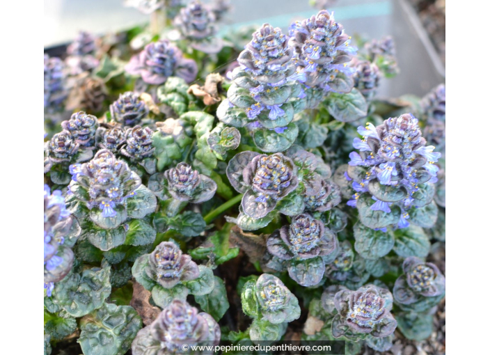Ajuga pyramidalis  'Metallica Crispa'