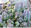 Ajuga pyramidalis  'Metallica Crispa'