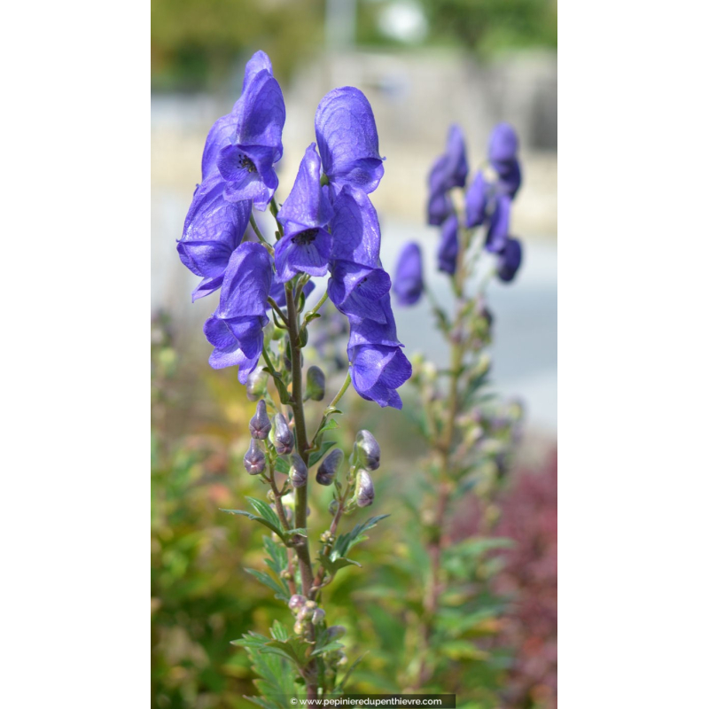 ACONITUM napellus