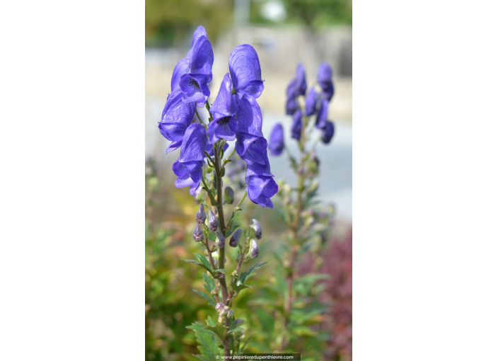 ACONITUM napellus