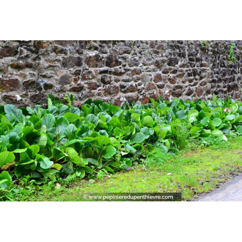 BERGENIA cordifolia