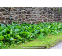 BERGENIA cordifolia