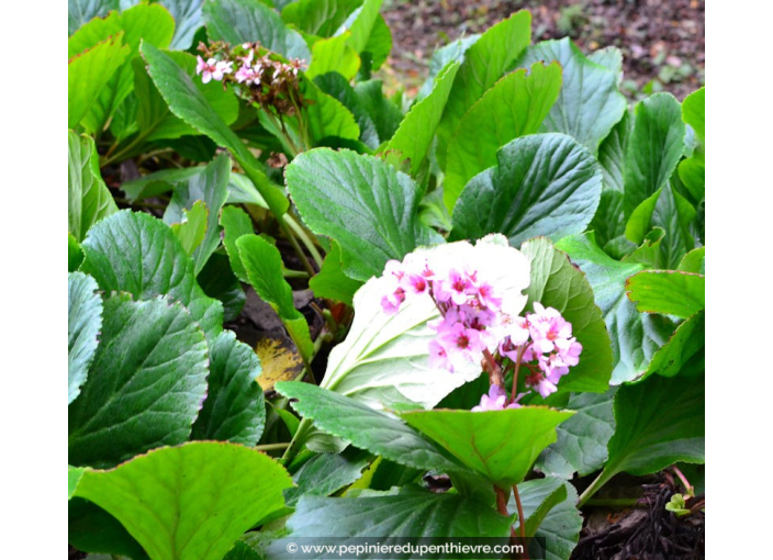 BERGENIA cordifolia