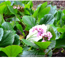 BERGENIA cordifolia