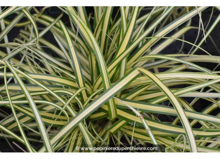 CAREX oshimensis 'Evergold' CAREX oshimensis 'Evergold'
