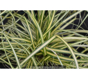 CAREX oshimensis 'Evergold' CAREX oshimensis 'Evergold'