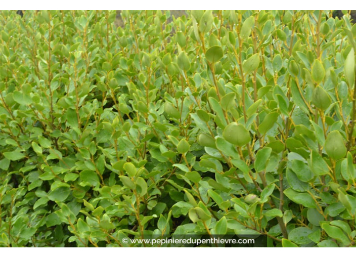 GRISELINIA littoralis