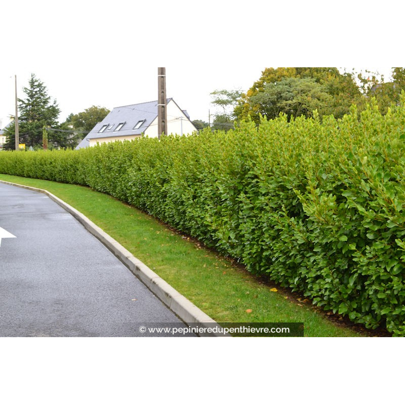 GRISELINIA littoralis