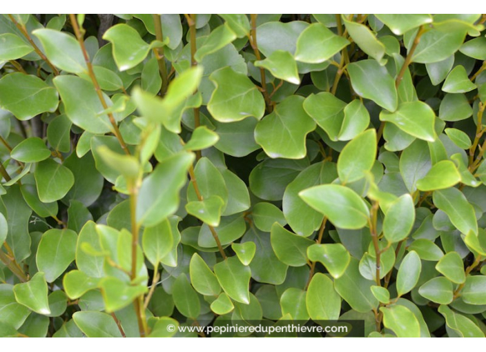 GRISELINIA littoralis