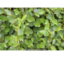 GRISELINIA littoralis