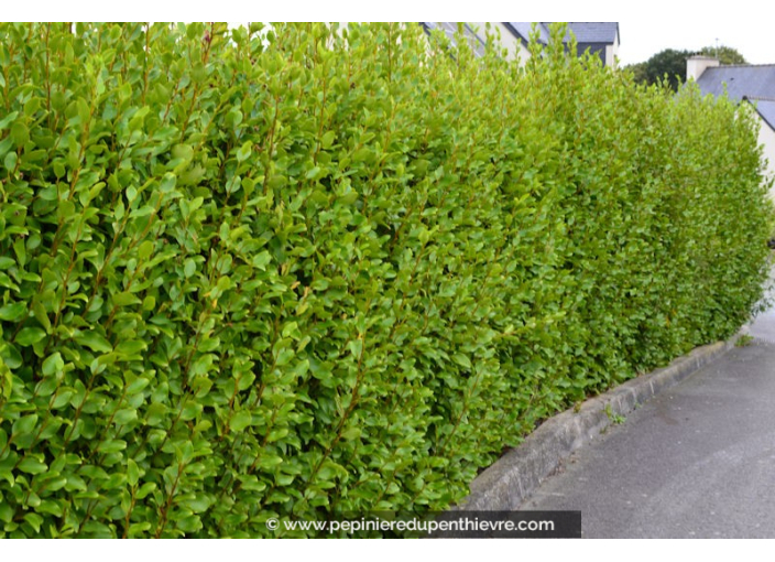 GRISELINIA littoralis