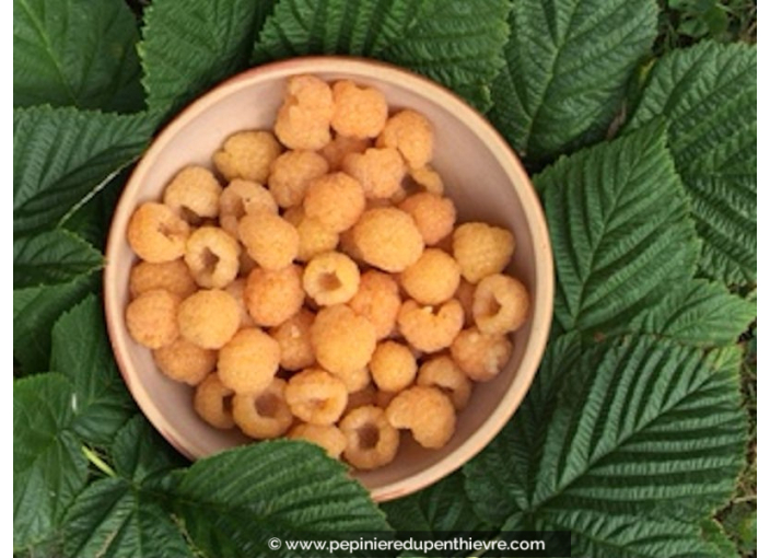 FRAMBOISIER 'Fall Gold'