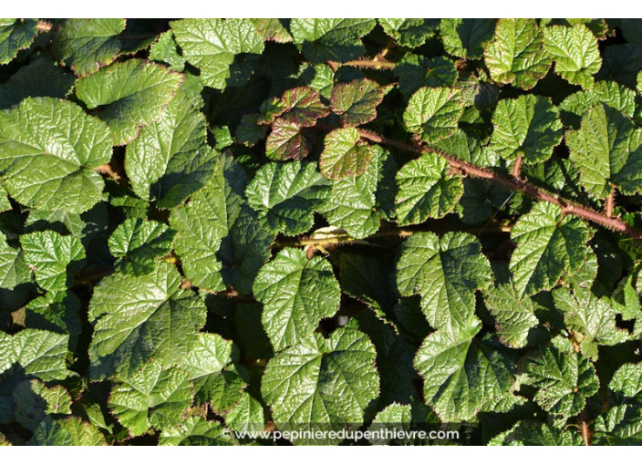 RUBUS 'Betty Ashburner'