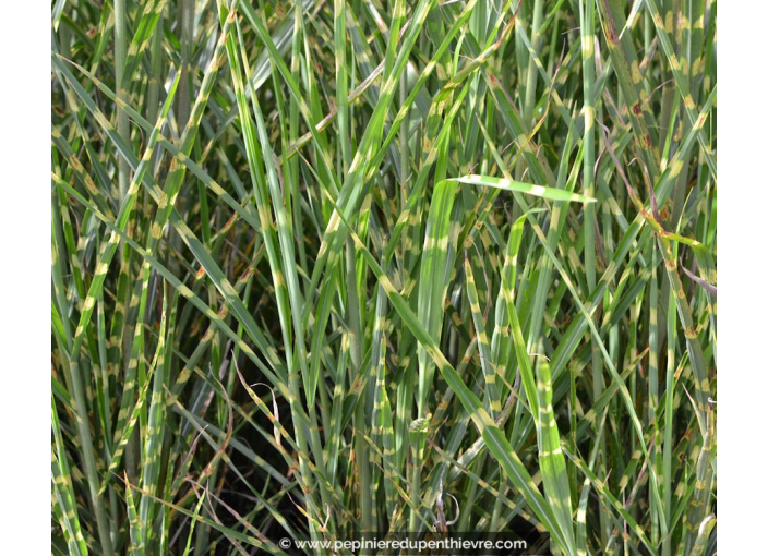 MISCANTHUS sinensis 'Zebrinus' MISCANTHUS sinensis 'Zebrinus'