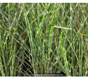 MISCANTHUS sinensis 'Zebrinus' MISCANTHUS sinensis 'Zebrinus'