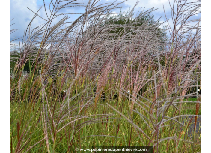MISCANTHUS sinensis 'Zebrinus' MISCANTHUS sinensis 'Zebrinus'