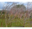 MISCANTHUS sinensis 'Zebrinus' MISCANTHUS sinensis 'Zebrinus'
