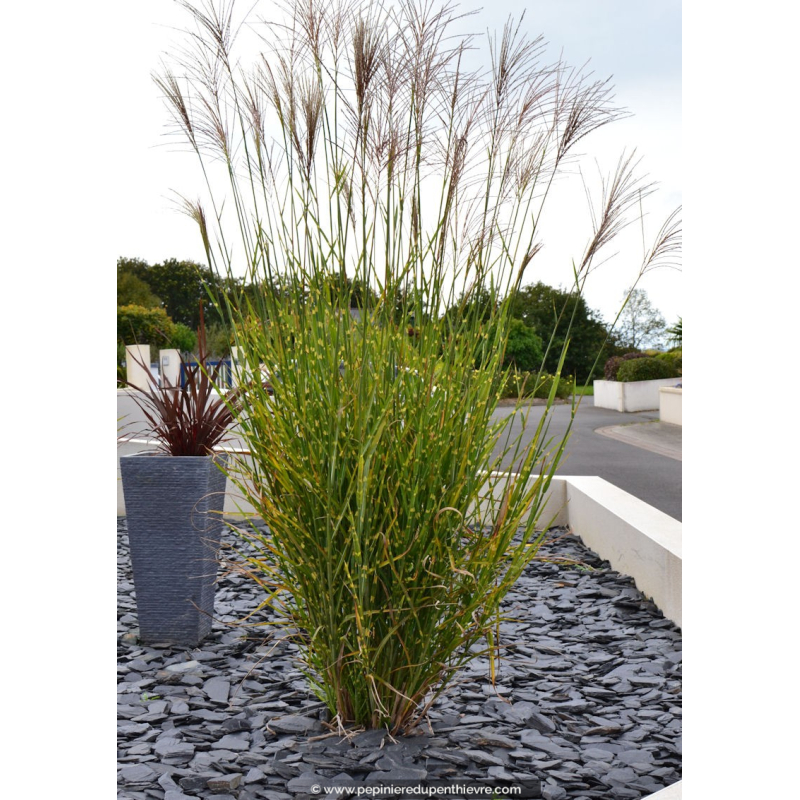 MISCANTHUS sinensis 'Zebrinus'