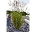 MISCANTHUS sinensis 'Zebrinus' MISCANTHUS sinensis 'Zebrinus'