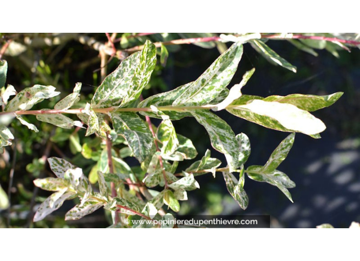 SALIX integra 'Hakuro Nishiki' SALIX integra 'Hakuro Nishiki'