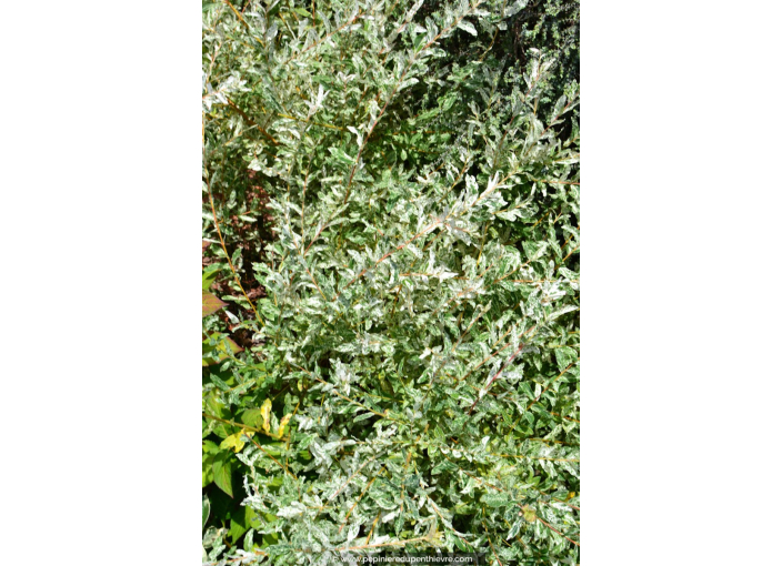 SALIX integra 'Hakuro Nishiki' SALIX integra 'Hakuro Nishiki'