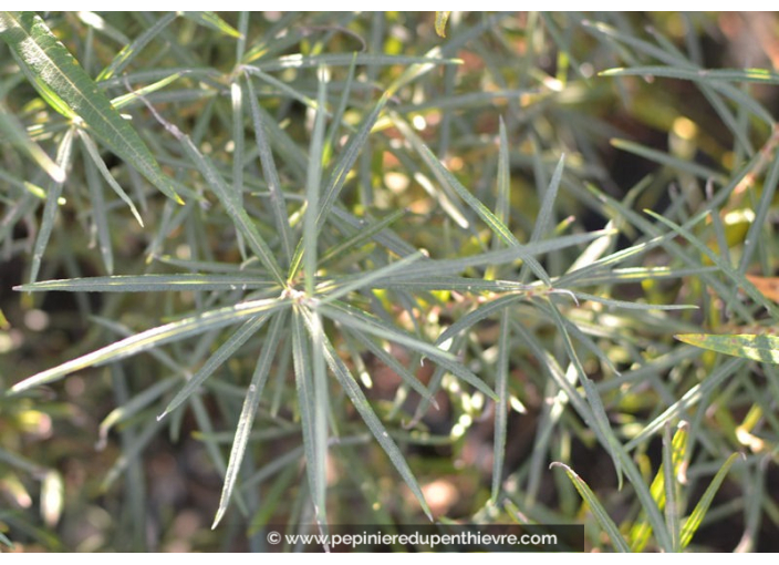 SALIX rosmarinifolia
