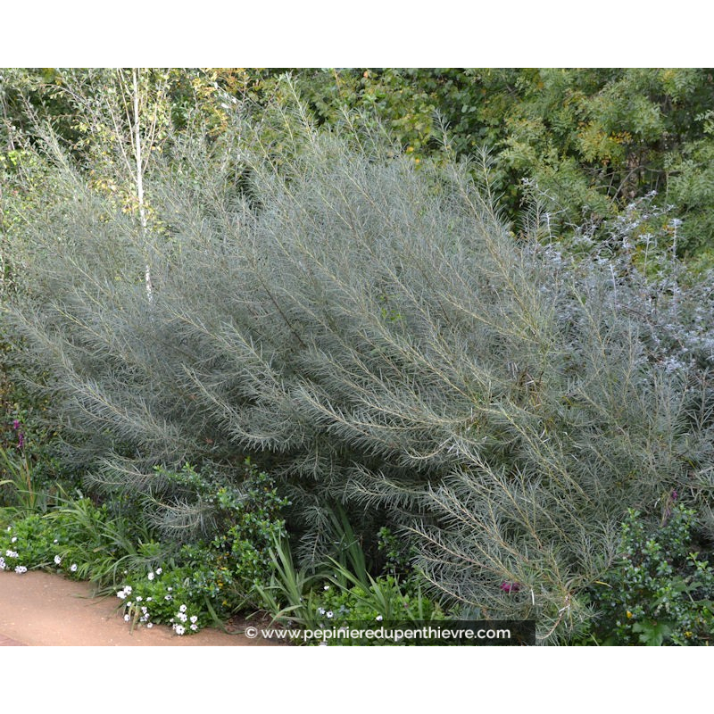 SALIX rosmarinifolia