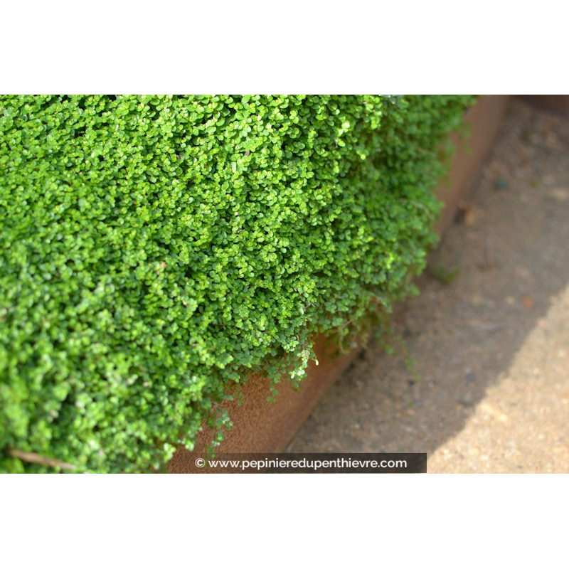 SOLEIROLIA soleirolii