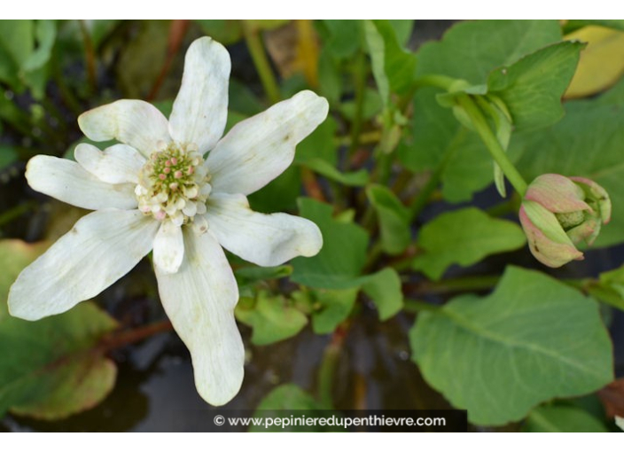 ANEMOPSIS californica