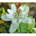 ANEMOPSIS californica