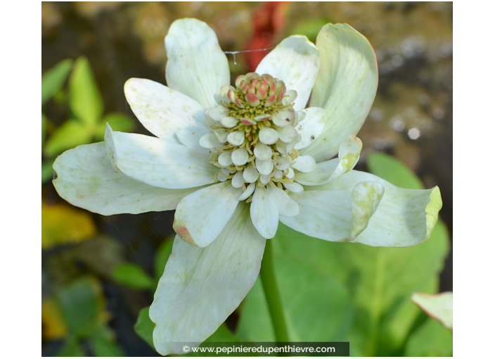 ANEMOPSIS californica