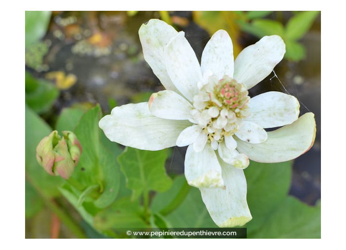 ANEMOPSIS californica