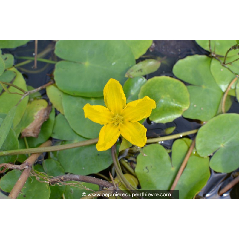 NYMPHOIDES peltata