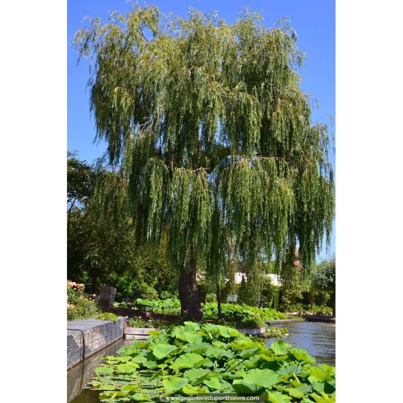 SALIX alba 'Tristis'