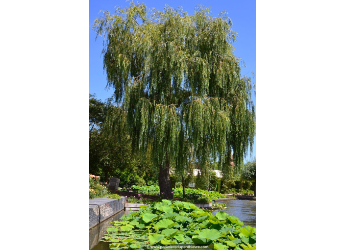 SALIX alba 'Tristis'