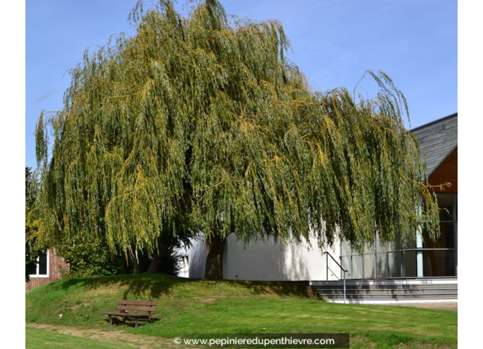 SALIX alba 'Tristis' SALIX alba 'Tristis'