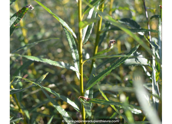 SALIX triandra SALIX triandra