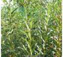 SALIX triandra SALIX triandra