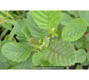 ALNUS glutinosa ALNUS glutinosa