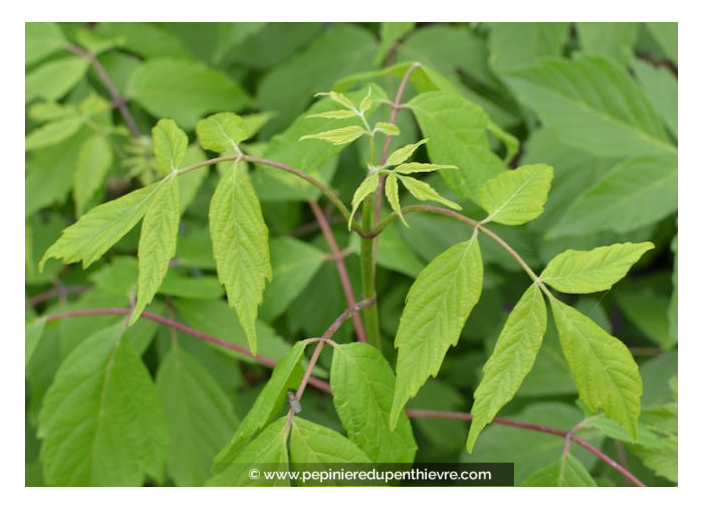 ACER negundo ACER negundo